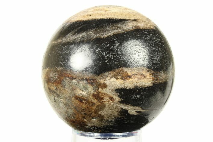 Petrified Wood (Tropical Hardwood) Sphere - Indonesia #274214